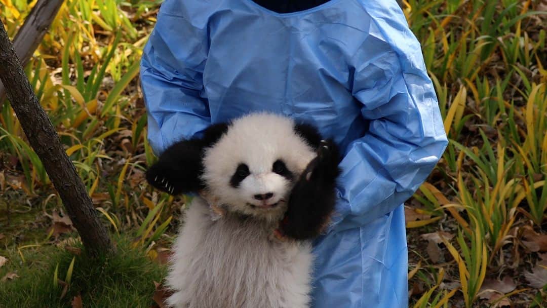 iPandaのインスタグラム：「I want to get this newly released fluffy turtle-like panda doll by all means. (Ao Bai) 🐼 🐼 🐼 #Panda #iPanda #Cute #HiPanda #ChengduPandaBase #BestJobInTheWorld #HowGiantPandasGrowUp  For more panda information, please check out: http://en.ipanda.com」