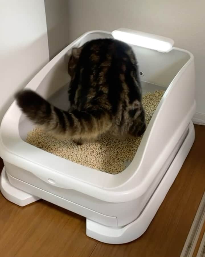 Purin_munchkincatのインスタグラム：「トレッタ（@toletta.cat ）がAmazonのブラックフライデーのセールで、お得に買えるのも残りわずか！ 12/1(金)23:59までの期間50%OFFです！ 9,980円→4,480円で販売されています。 （トレッタ本体・砂・シート付き） お見逃しなく😆  猫の大事な体調の変化のサインはおトイレから！ トイレの回数や量、滞在時間など細かくチェック出来て安心です😽 始めたい！と思っていた方はこのタイミングに是非😊 ストーリーズにリンク貼っておくのでチェックしてね！  #pr #トレッタ」