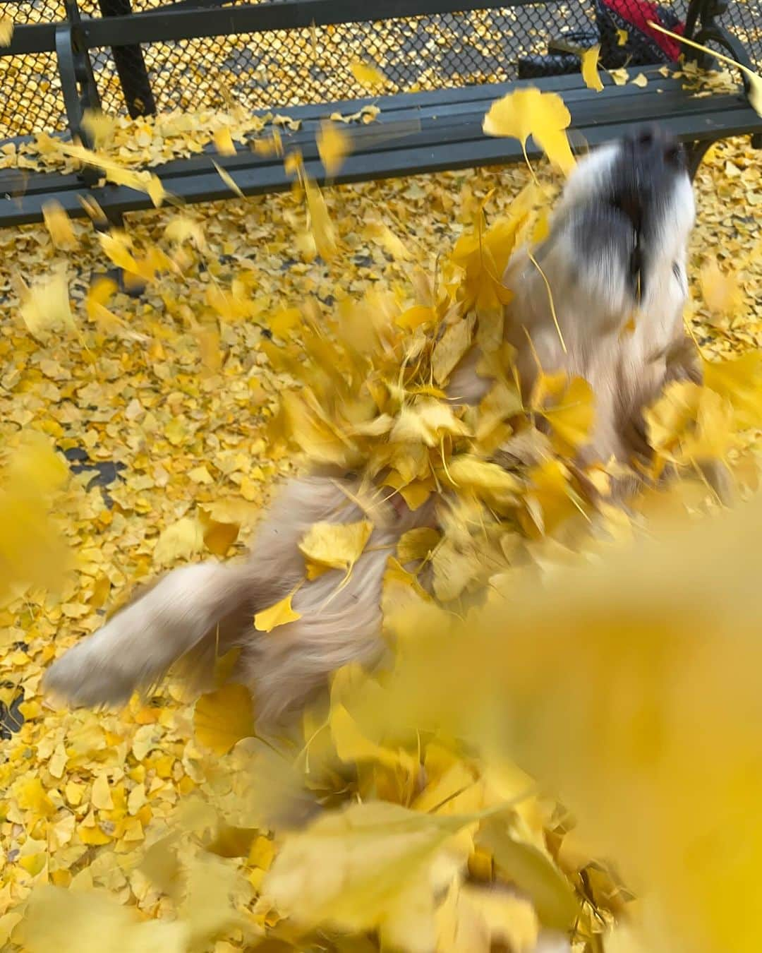 ショーン・オプリーさんのインスタグラム写真 - (ショーン・オプリーInstagram)「It worked better in theory 🍁 🍂」12月1日 0時15分 - seanopry55