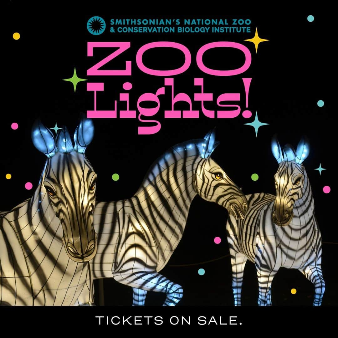 スミソニアン国立動物園のインスタグラム：「Fa-la-la-la! Reserve your pass for ZooLights, brought to you by @MandT_Bank. Join us this weekend Friday Dec. 1 to Sunday Dec. 3. Thanks to #DCZooLights signature sponsor @PepcoConnect.   Image description: photo of 3 paper lantern zebras, with text on the image reading "Zoo Lights! Tickets on sale."」