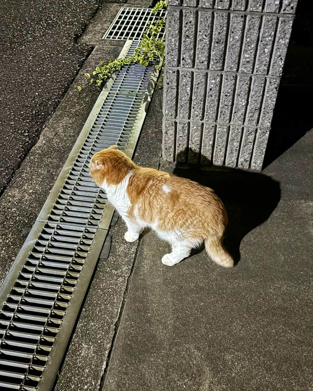 もちさん / mochiさんのインスタグラム写真 - (もちさん / mochiInstagram)「よなよなもちさん　 #ご近所#にゃるそっく ————————— ☞ more...@mochikosans ————————— 皆様いつもコメントありがとうございます^_^ #もちさん #mochi #ぼっち#金曜日  #近所#マルイ#ボデイ#夜勤 #ナイト#夜景#load#シッポ #背中#よる#夜 #暮らし#fri#アスファルト #にゃるそっく#丸い#ぼでぃ#ボディ#body  #night#よる#オフショット  #金曜#すこてぃっしゅふぉーるど」12月1日 1時02分 - mochikosans