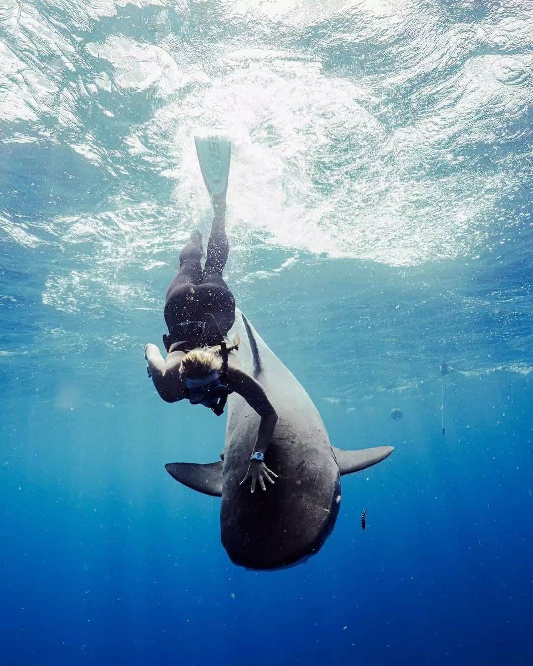 フリースタイルのインスタグラム：「It's Shark Week every day with @freestylewatches 💙   🦈: #sharkwatch Octopus 📷: @emmalstanfield x @renee__nee  _ #myfreestylewatch #underwaterlife #sharkweek #dive #sharkdiving #underthesea #swimmingwithsharks #sharklovers #watchoftheday」