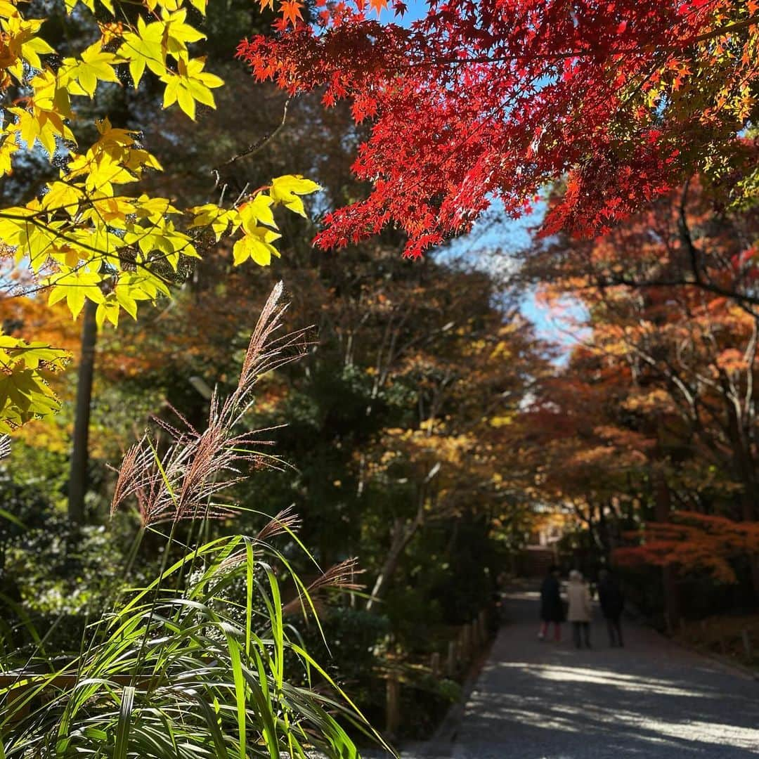 関口愛美さんのインスタグラム写真 - (関口愛美Instagram)「Kyoto🍁  #kyoto #京都」12月1日 1時42分 - sekiguchiaimi