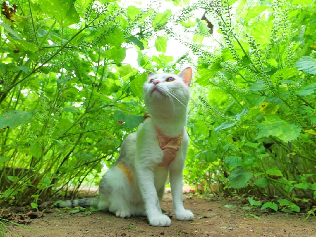 パステルキャットワールドのインスタグラム