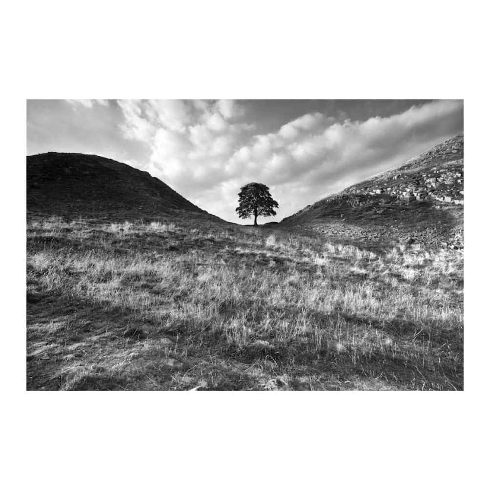 Robert Clarkのインスタグラム：「“Sycamore Gap”   Remains of Hadrians Wall in Northern England. The wall was built by the order of the Emperor Hadrian in AD122. The wall stretched from coast to coast for 75 miles which formed the northernmost frontier of the Roman Empire.   #sycamoregap #tree #landscapes #uk #england #scotland #unitedkingdom #hadrianswall #robertclark #robertclarkphotography」