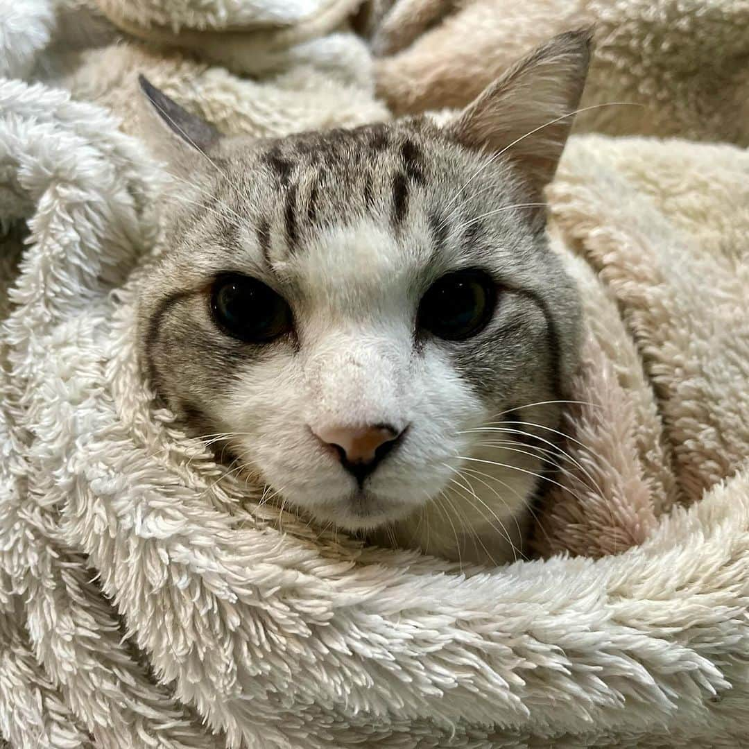 Nyankichi Noranekoさんのインスタグラム写真 - (Nyankichi NoranekoInstagram)「今日から師走にゃり😸 #猫 #cat #고양이 #แมว #貓 #кошка #qata #chat #ニャンスタグラム #gato #catsofinstagram #ねこ部 #旅猫 #cats #ニャン吉 #猫写真 #ねこ #seekor #ネコ #kitty #catlover #kucing #kucinglucu #猫好き #猫好きな人と繋がりたい #喵吉 #師走」12月1日 11時55分 - noraneko_nyankichi