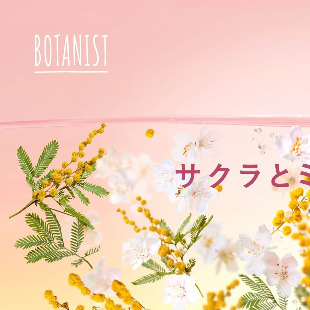 botanist officialさんのインスタグラム写真 - (botanist officialInstagram)「【本日発売！サクラとミモザで、満たしきる*。】 春限定『ボタニカルスプリングシリーズ』が、全国バラエティショップ、ドラッグストア（一部店舗除く）にて、販売スタート！  限定品の発売開始から8年目を迎える今年は『フレグランスコレクション』として展開✨ 第一弾は、春に人気の組み合わせNo.1** #サクラとミモザの香り をお届けします。  🌸サクラとミモザのWフレグランス ✔︎ パウダリーでフルーティーな甘さが特徴のサクラの香り ✔︎ 花の蜜感の甘さとグリーン感のある、爽やかさを感じるミモザの香り  サクラとミモザの香りを身にまとい、一足早い春の訪れを感じよう♪  * 香りによる ** 商品の香りに関する調査 N=211（2023年6月I-ne調べ）   ＜発売 / 取扱い店舗＞ 12/1（金）：全国バラエティショップ、ドラッグストア（一部店舗除く） 12/4（月）：公式オフィシャルサイト、ECサイト（楽天市場、Amazon、Yahoo!）  #サクラとミモザの香り #春限定 #桜の香り #ミモザの香り #ダブルフレグランス #フレグランスシャンプー #香り好き #トリートメント #シャンプー #ヘアケアアイテム #BOTANIST #ボタニスト #植物由来」12月1日 12時00分 - botanist_official