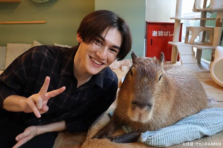 パース・ナクンのインスタグラム：「My dream of meeting a capybara came true ✨  カピバラビッグラブ🫶」