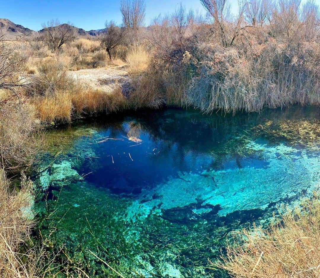 アメリカ内務省のインスタグラム：「The beautiful turquoise waters at Ash Meadows National Wildlife Refuge are part of the largest remaining oasis in the Mojave Desert. This 15 foot deep spring produces 2,800 gallons of water a minute and stays at a consistent 87° (F).   With 12 threatened and endangered species and 26 endemic species that live nowhere else on Earth, Ash Meadows is a globally significant biodiversity hot spot in Nevada.    #ESA50 #publiclands #nevada   Photos by USFWS    Alt Text:   Photo 1 - A Caribbean-blue spring pool in the sunlight is surrounded by amber grasses.    Photo 2 - A wheelchair accessible boardwalk in desert habitat featuring a rainbow in the background.」