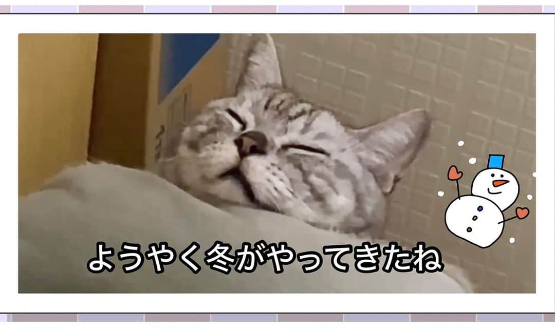 川上麻衣子のインスタグラム：「猫が傍らにいるシアワセを存分に感じる冬到来！二代目マックの、一瞬のズッコケもお見逃しなく❣️  【まいネコ🐈】マックvol.76 秘密の場所教えてあげるよ https://youtu.be/m1hYmnWBwGg」