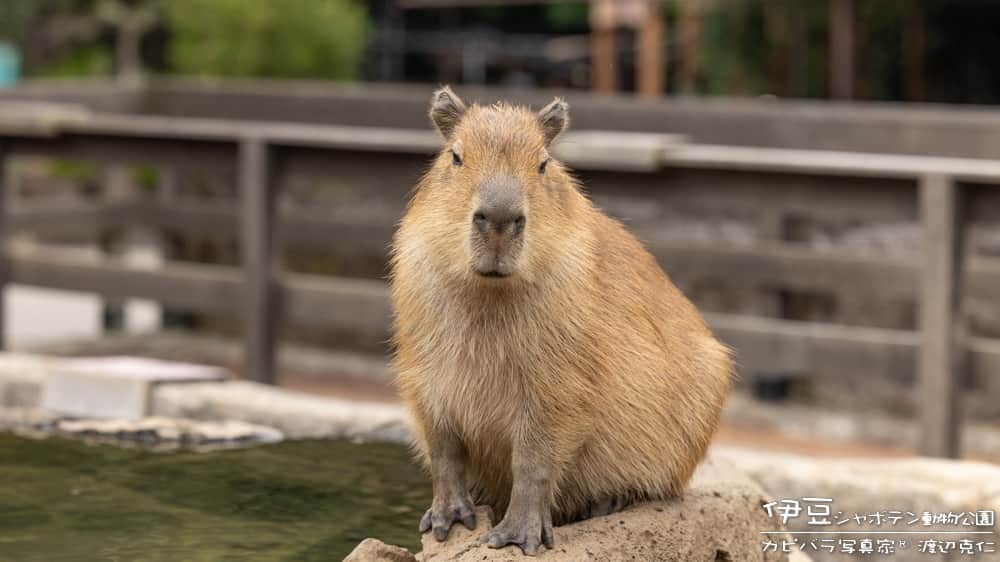渡辺克仁のインスタグラム：「おはようございます。  今日から12月ですね。  #カピバラ #水豚 #capybara #おはよう」