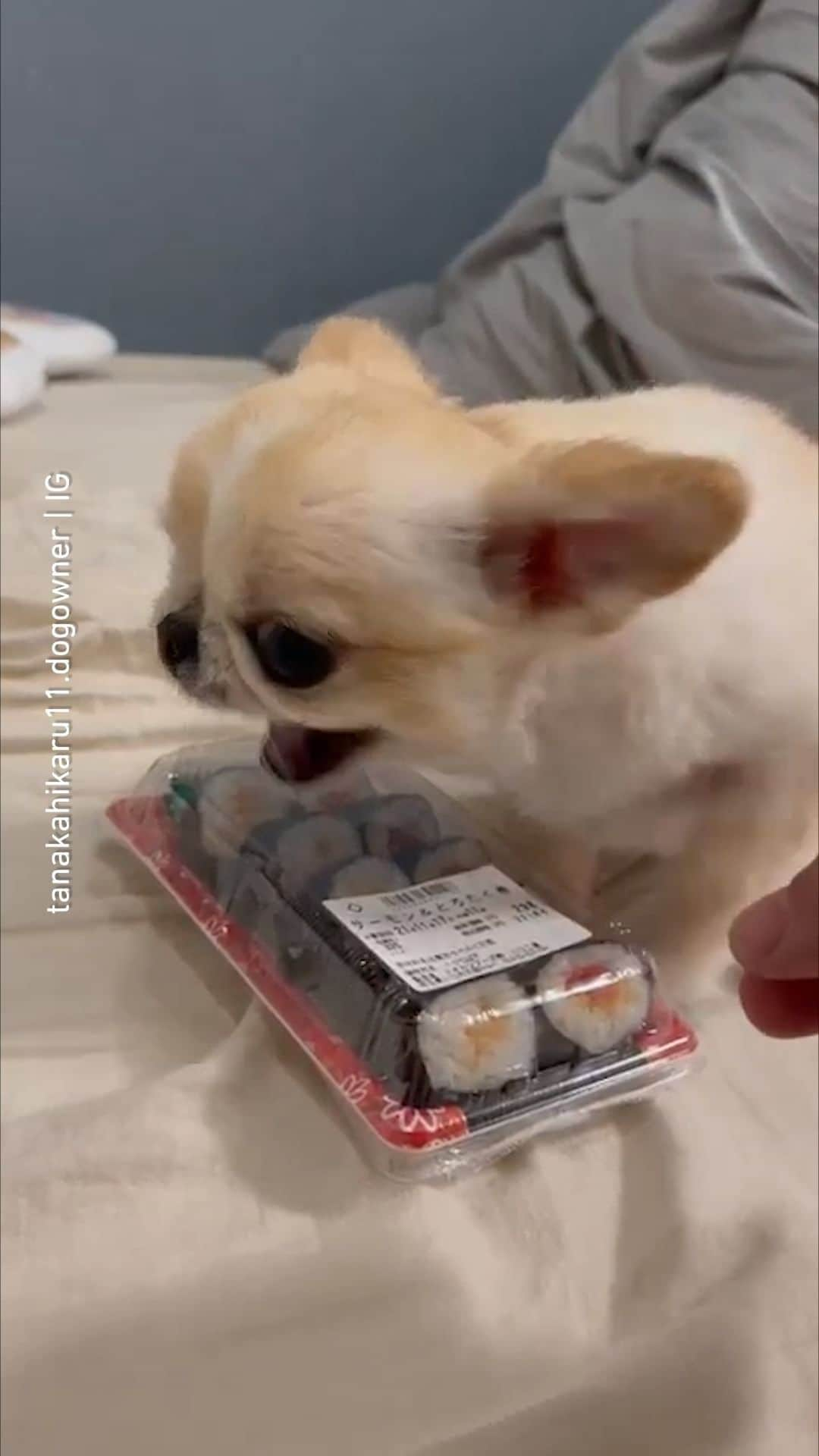 9GAGのインスタグラム：「No touchy! All mine! | Follow @barked for more funny dogs! - 📹 @tanakahikaru11.dogowner @kana0412.sss @piiinostagram @piiino.lifestyle - #barked #dog #doggo #Chihuahua #9gag」