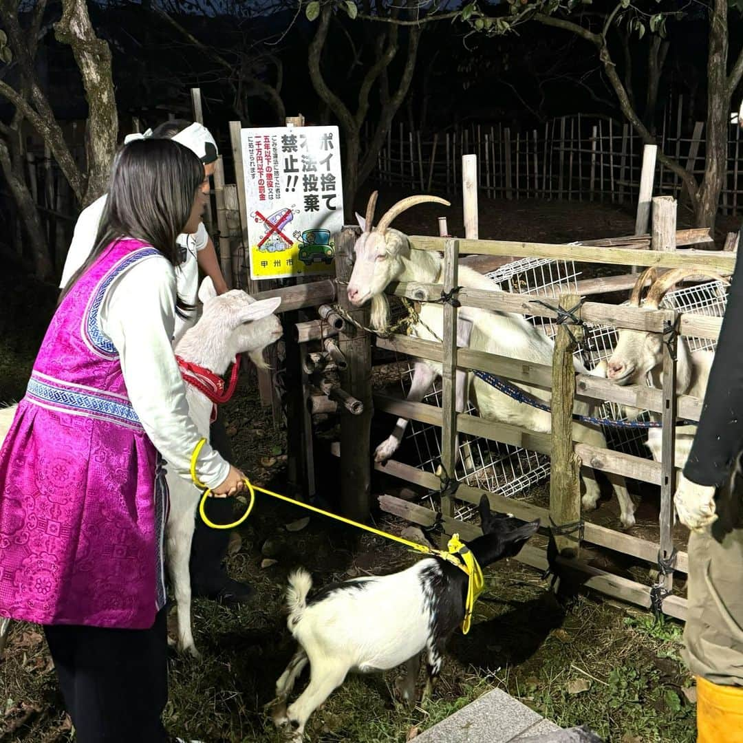 テレビ東京さんのインスタグラム写真 - (テレビ東京Instagram)「🍀 今夜7時25分放送 「#ヤギと大悟」 🐐🌱🐐🌱🐐🌱  山梨県甲州市で雑草モグモグ旅🌈  シャインマスカットに柿‼️ 絶品フルーツを爆食い🍇🐐 ポポ、大悟にまさかの壁ドン⁉️  小学校にアポなし訪問🏫 #西野七瀬 さん登場で生徒たち大興奮😆 そして、まさかのドッジボール対決に‼️  リアルタイム配信＆見逃し配信はこちらから✨ ➡️https://tver.jp/live/simul/le49gekg3c  【公式Twitter】 https://twitter.com/yagitodaigo 【公式Instagram】 https://www.instagram.com/yagitodaigo/  主役：ヤギ(#ポポ #モロコシ ) 相方：#大悟(#千鳥)」12月1日 13時23分 - tvtokyo_pr