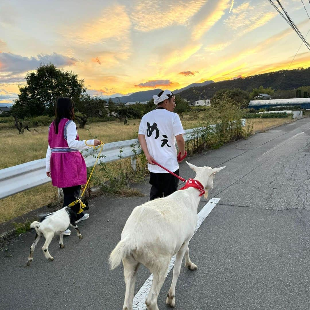 テレビ東京さんのインスタグラム写真 - (テレビ東京Instagram)「🍀 今夜7時25分放送 「#ヤギと大悟」 🐐🌱🐐🌱🐐🌱  山梨県甲州市で雑草モグモグ旅🌈  シャインマスカットに柿‼️ 絶品フルーツを爆食い🍇🐐 ポポ、大悟にまさかの壁ドン⁉️  小学校にアポなし訪問🏫 #西野七瀬 さん登場で生徒たち大興奮😆 そして、まさかのドッジボール対決に‼️  リアルタイム配信＆見逃し配信はこちらから✨ ➡️https://tver.jp/live/simul/le49gekg3c  【公式Twitter】 https://twitter.com/yagitodaigo 【公式Instagram】 https://www.instagram.com/yagitodaigo/  主役：ヤギ(#ポポ #モロコシ ) 相方：#大悟(#千鳥)」12月1日 13時23分 - tvtokyo_pr