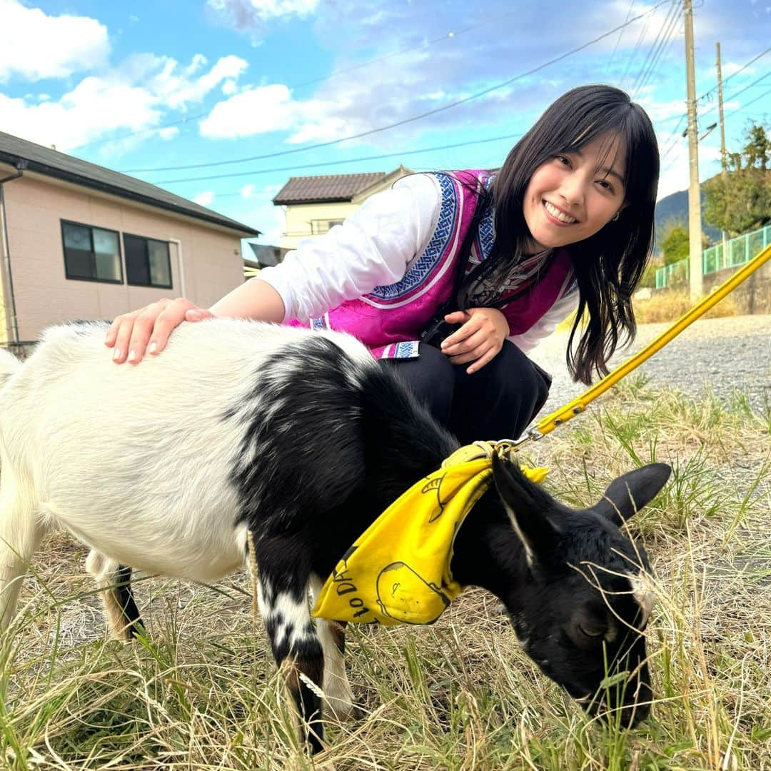 テレビ東京のインスタグラム：「🍀 今夜7時25分放送 「#ヤギと大悟」 🐐🌱🐐🌱🐐🌱  山梨県甲州市で雑草モグモグ旅🌈  シャインマスカットに柿‼️ 絶品フルーツを爆食い🍇🐐 ポポ、大悟にまさかの壁ドン⁉️  小学校にアポなし訪問🏫 #西野七瀬 さん登場で生徒たち大興奮😆 そして、まさかのドッジボール対決に‼️  リアルタイム配信＆見逃し配信はこちらから✨ ➡️https://tver.jp/live/simul/le49gekg3c  【公式Twitter】 https://twitter.com/yagitodaigo 【公式Instagram】 https://www.instagram.com/yagitodaigo/  主役：ヤギ(#ポポ #モロコシ ) 相方：#大悟(#千鳥)」