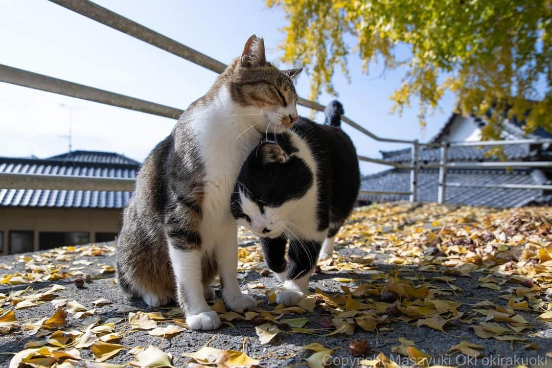 Masayukiのインスタグラム：「ごつんこ。  #cat #ねこ #猫 #東京カメラ部 #nekoclub  #yourshotphotographer  #my_eos_photo」