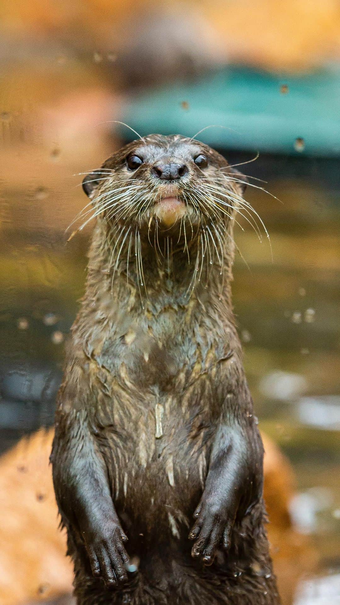 タロンガ動物園のインスタグラム：「Pine cones are otter-ly perfect for a sprinkle of Christmas spirit and enrichment for our Asian small-clawed otters 🦦🌲  Don’t forget to join us from today until Sunday 3 Dec for Festive Weekend, where the big man in red will be ready for a selfie and the zoo will be open late 🎅✨  Head to our website for all the dets!」