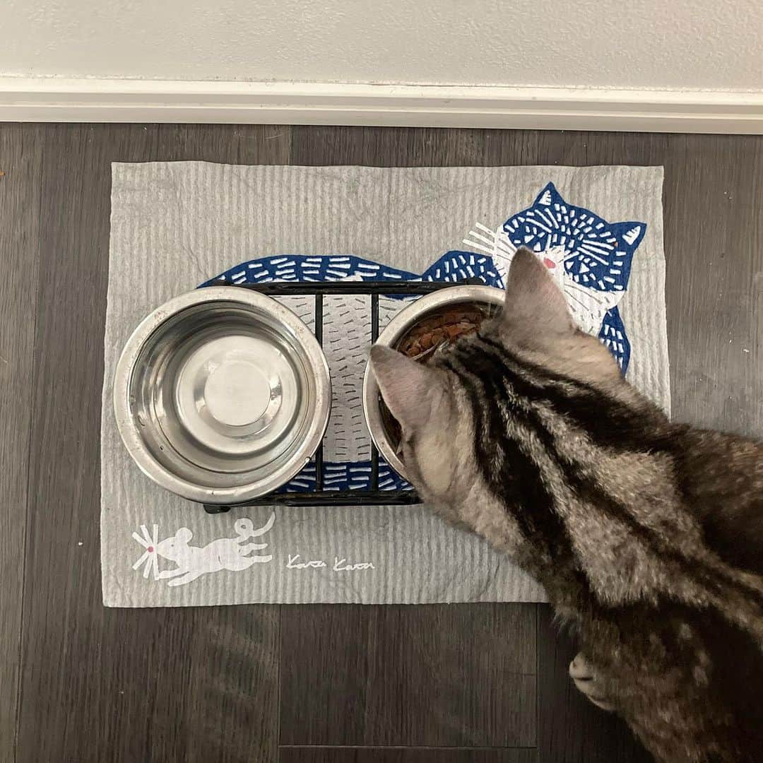 ecomfort（エコンフォート）さんのインスタグラム写真 - (ecomfort（エコンフォート）Instagram)「【猫は猫でキャッチ🐈‍⬛】  12月がはじまりましたね。 今朝は猫にまつわる投稿です。  猫や犬、おうちでペットと暮らす方、 たくさんいらっしゃいますよね。  うちには猫が1匹いまして、 （ちなみにジャンガリアンハムスターも🐹） エサはキッチンスペースで、あげています。  が、時々エサ皿が足に突っかかって、 水や餌がひっくり返ったり、 こぼしてやっちゃった〜ということが しばしばありました。  そこで、ご覧のように、 エコンフォートハウスの 水切りマットを敷いて、 エサ皿をしっかりホールドさせて、 足が引っかかっても、こぼれても、 安心できるようになりました！  セルロース素材、 実は木から作られている水切りマット。  ペットにも安心して、 使ってあげられますよ😊  猫は猫でキャッチ。 という事で、 kata kataさんデザインのねこを 使ってます。良い感じです。  関純子（#セキジュンコ）  #エコンフォートハウス#スポンジワイプ #心地よい暮らし #イーオクト#水切りマット#猫#ねことの暮らし #ペットのいる暮らし #ねこのいる生活 #ナチュラルな暮らし #セルロース #katakata」12月1日 8時27分 - ecomfort_eoct