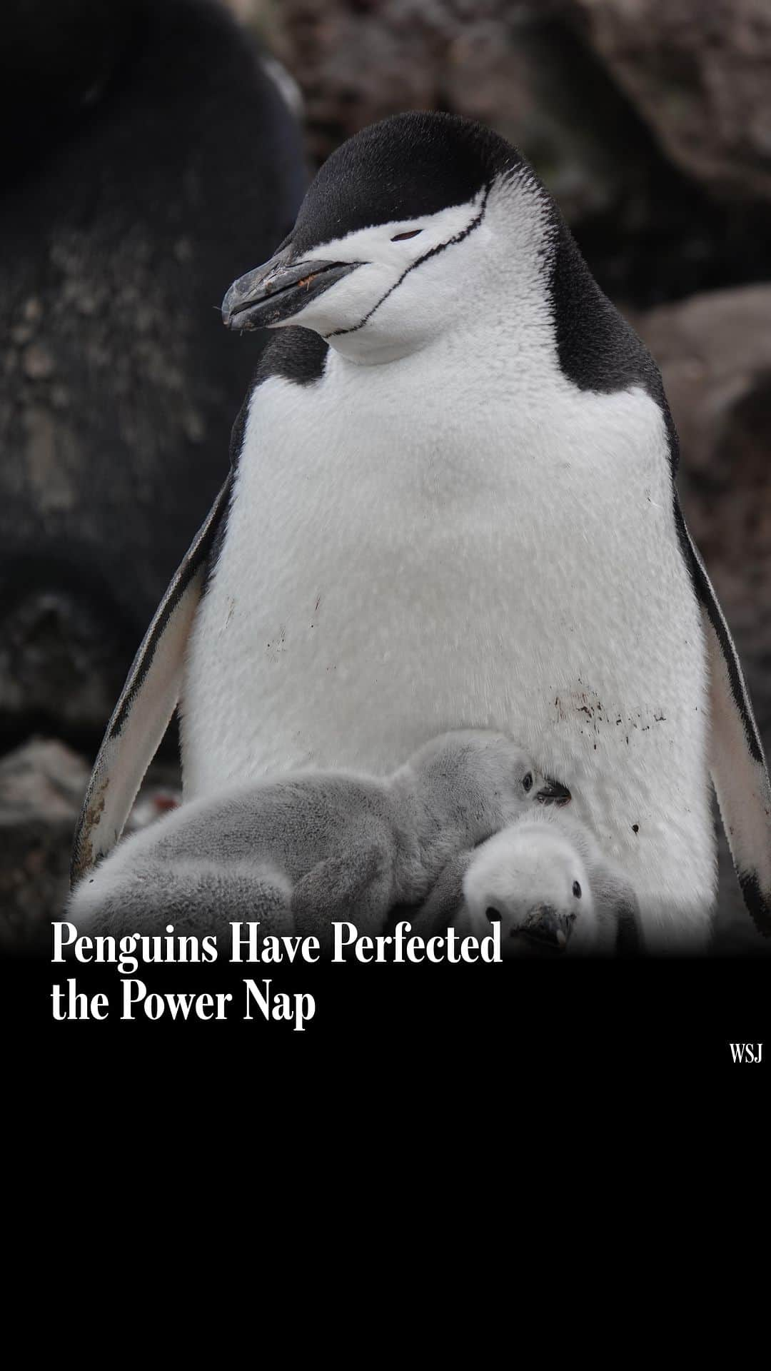 Wall Street Journalのインスタグラム：「Nobody beats the chinstrap penguin for its power-napping prowess. ⁠ ⁠ The penguins take thousands of micro-naps a day, each lasting just a few seconds, until they accumulate the equivalent of a good night’s sleep—in their case, around 11 hours of slumber in all.⁠ ⁠ No other animals have been seen taking such short naps as consistently, said Paul-Antoine Libourel, a sleep scientist at the Lyon Neuroscience Research Center in France.⁠ ⁠ Libourel and a team of researchers recorded this unique behavior in a chinstrap penguin colony on King George Island, some 75 miles off the Antarctic coast. Their findings were published Thursday in the journal Science. ⁠ ⁠ The study presents a rare look at sleep in the wild, said Vladyslav Vyazovskiy, a sleep neuroscientist at the University of Oxford who wasn’t involved with the work. Insights about animals’ sleeping habits come chiefly from laboratory studies, he said. “We know very little about sleep patterns in most animals.” ⁠ ⁠ Aware of this information gap, Libourel and Won Young Lee, an ecologist at the Korea Polar Research Institute, assembled animal and sleep experts to solve a chinstrap puzzle. ⁠ ⁠ Altogether, the research team gathered data from 11 birds over 11 days in December 2019. Video footage captured when the birds closed their eyes, and brain activity from the sensors indicated when the birds were napping. ⁠ ⁠ On land, the penguins napped over 10,000 times a day for an average duration of four seconds. They slept while standing, while lying down and sometimes with just one eye shut. On ocean forages, they slept while floating. ⁠ ⁠ Read more at the link in our bio.  Video: Getty Images」