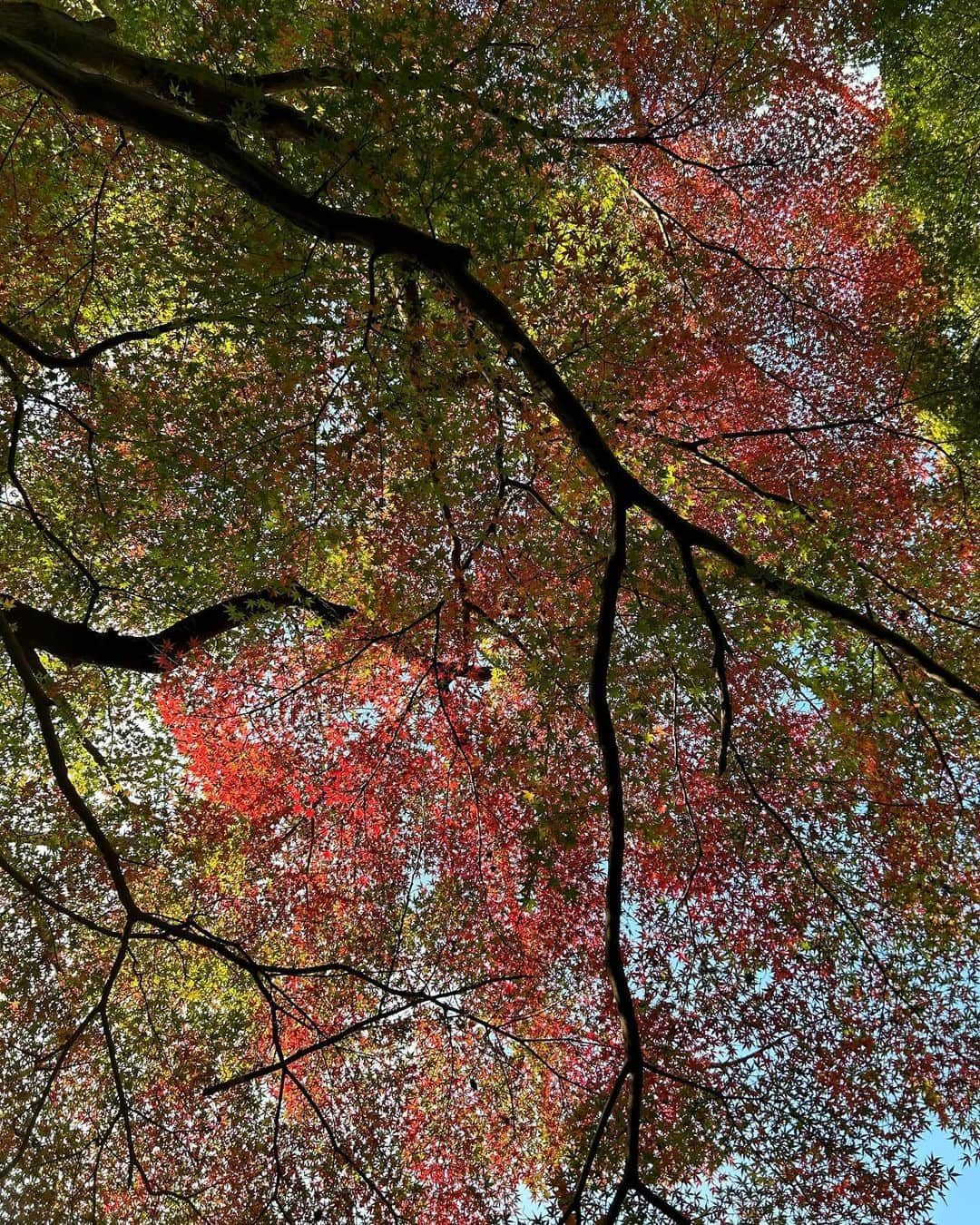 音くり寿さんのインスタグラム写真 - (音くり寿Instagram)「🎋😛🍁✨🌊🍂  とある日。」12月1日 9時05分 - otokurisu