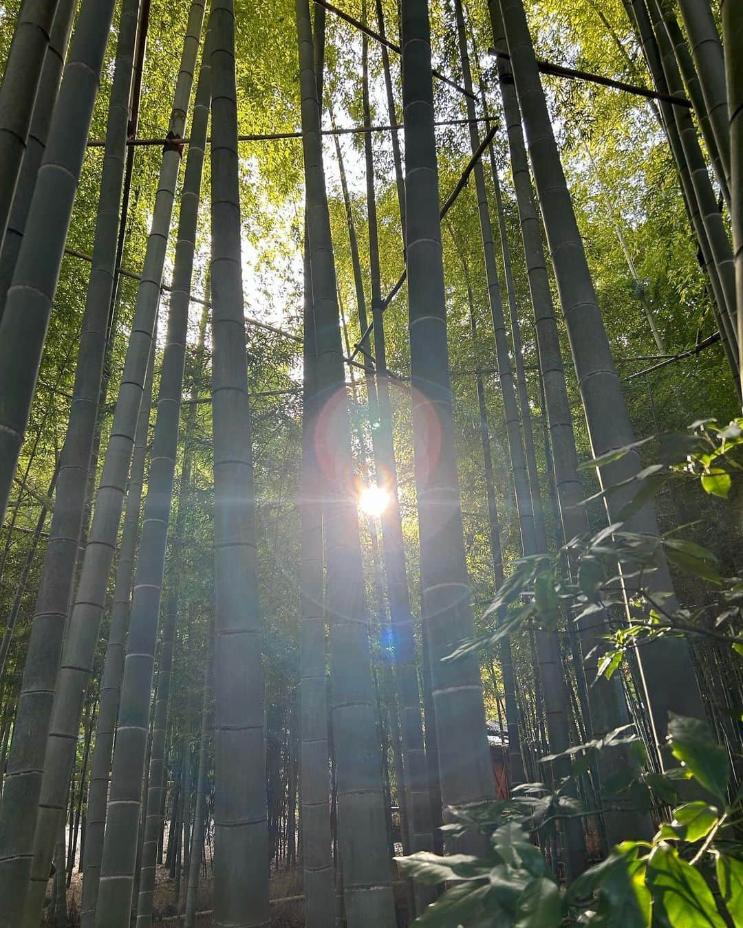 音くり寿さんのインスタグラム写真 - (音くり寿Instagram)「🎋😛🍁✨🌊🍂  とある日。」12月1日 9時05分 - otokurisu