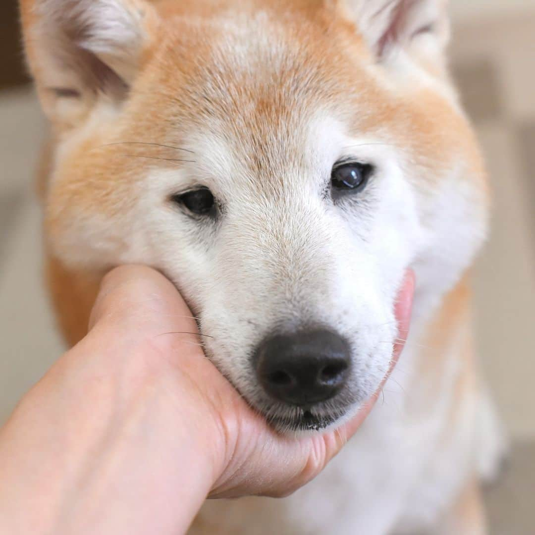 meekooのインスタグラム：「うちのかわいいおばぁワン😊🍎 #15歳9ヵ月」