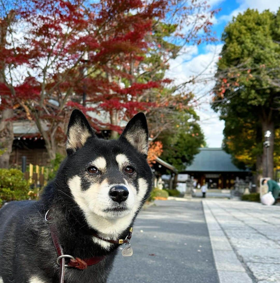 vo_coのインスタグラム：「🐾 先週くらいから激務すぎて久しぶりにゆっくりこたちゃん散歩行けた なんかあっという間に12月 こたちゃんも年が明けたらいよいよ12歳 ゆったりのんびり過ごそうね ＊ #shibastagram #instashiba #shiba #shibainu #黒柴 #柴犬」