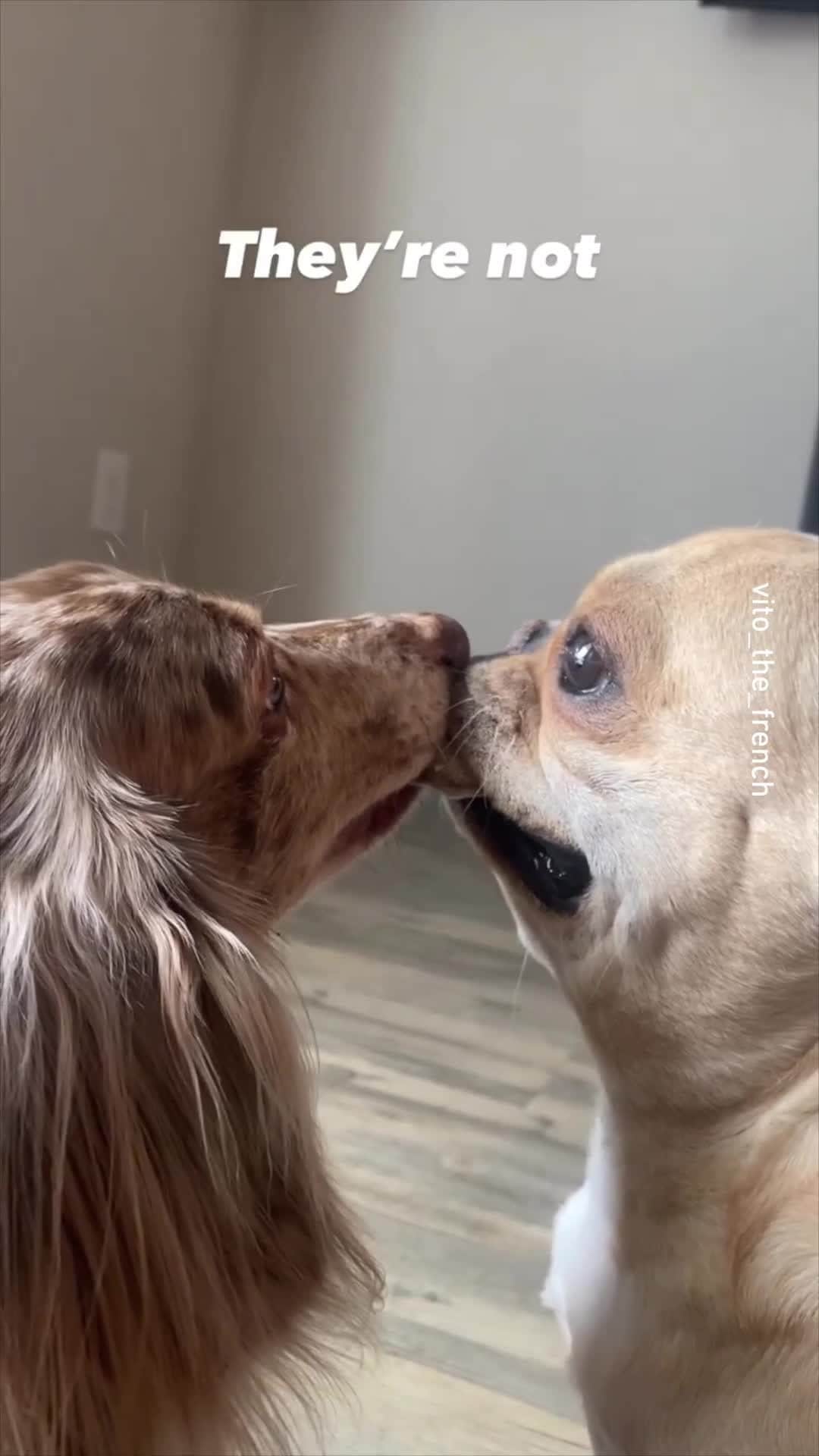 のインスタグラム：「peace was never an option 📹 @vito_the_french - #frenchie  #9gag」