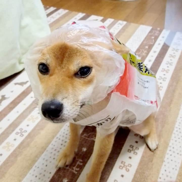 柴犬小春さんのインスタグラム写真 - (柴犬小春Instagram)「雨の日のレジ袋キャップ 出動前は意外とタイトなのです。 #柴犬小夏」12月1日 10時04分 - kohachannel