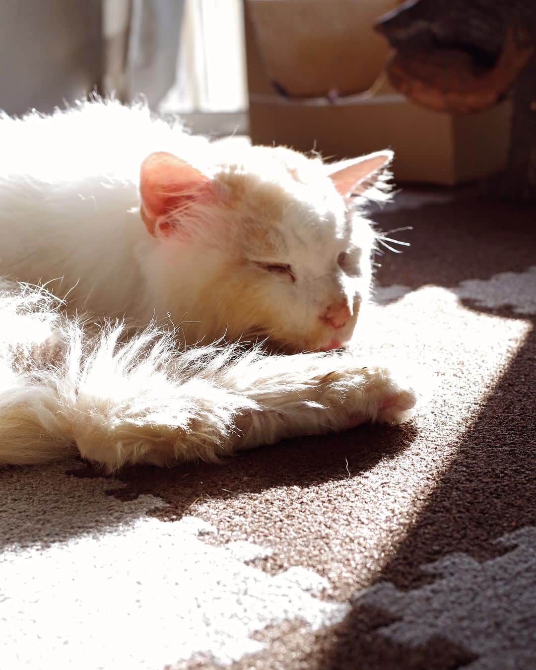 Kachimo Yoshimatsuのインスタグラム：「おはようおかき｡ おひさま、気持ちいいねえ。  #うちの猫ら #猫 #okaki #ねこ #ニャンスタグラム #にゃんすたぐらむ #ねこのきもち #cat #ネコ #catstagram #ネコ部 http://kachimo.exblog.jp」