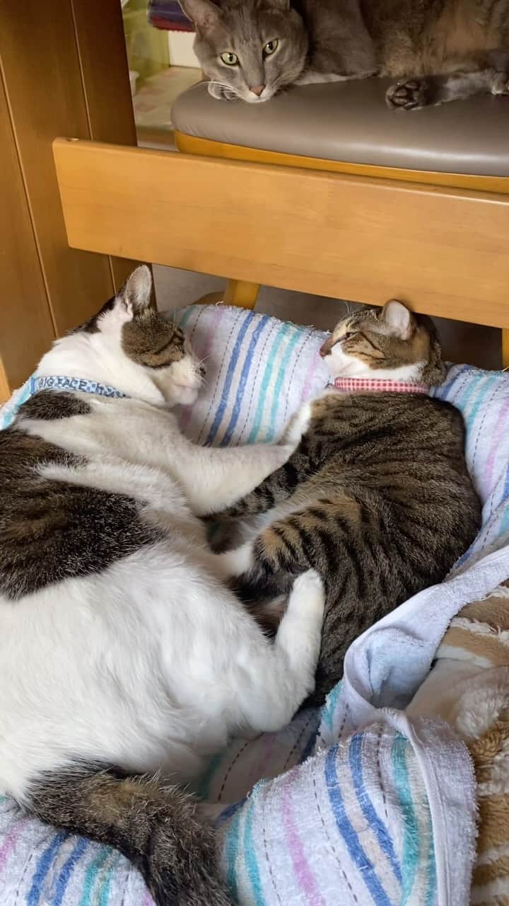 土肥美帆のインスタグラム：「😸 ・ うららだべか？ くららだべか？  ネコまるに『みんなケンジを好きになる』をご紹介いただきました。 可愛くって個性的なねこちゃんがいっぱい❣️ ありがとうございます😊  今日もご機嫌な1日をだべや(=･ω･=)🍀  【イベント】 ⚫︎12月8日〜14日 銀座　富士フォトギャリーでグループ展 「ねこ写真展」（9日〜12日在廊予定） ⚫︎12月12日 よみうりカルチャーで1日講座 猫写真家 沖 昌之×土肥 美帆トークイベント 「猫写真で笑顔を増やすことはできる？」 ⚫︎15日〜20日 富士フイルムフォトサロン 札幌で 企画展「気ままなボス猫ケンジ」  オールケンジです。 よろしくお願いします❤️」