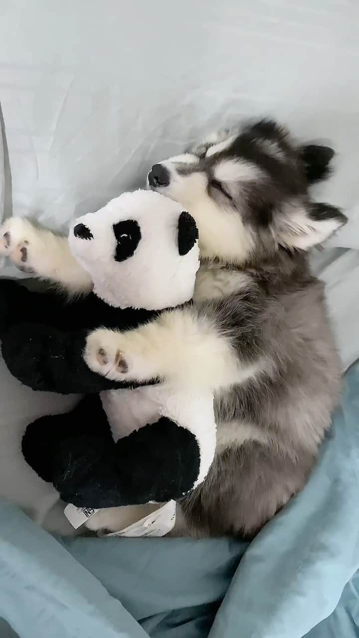 MARUのインスタグラム：「Me when responsibilities trying to wake me up from bed 🙉😴 • • #huskypuppy #siberianhuskypuppy #cutepuppy #sleepingpuppy #sleepypuppy #relatablequotes #funnymemes #funnypuppy #funnydogvideos #dogsofinstagram #quoteoftheday」