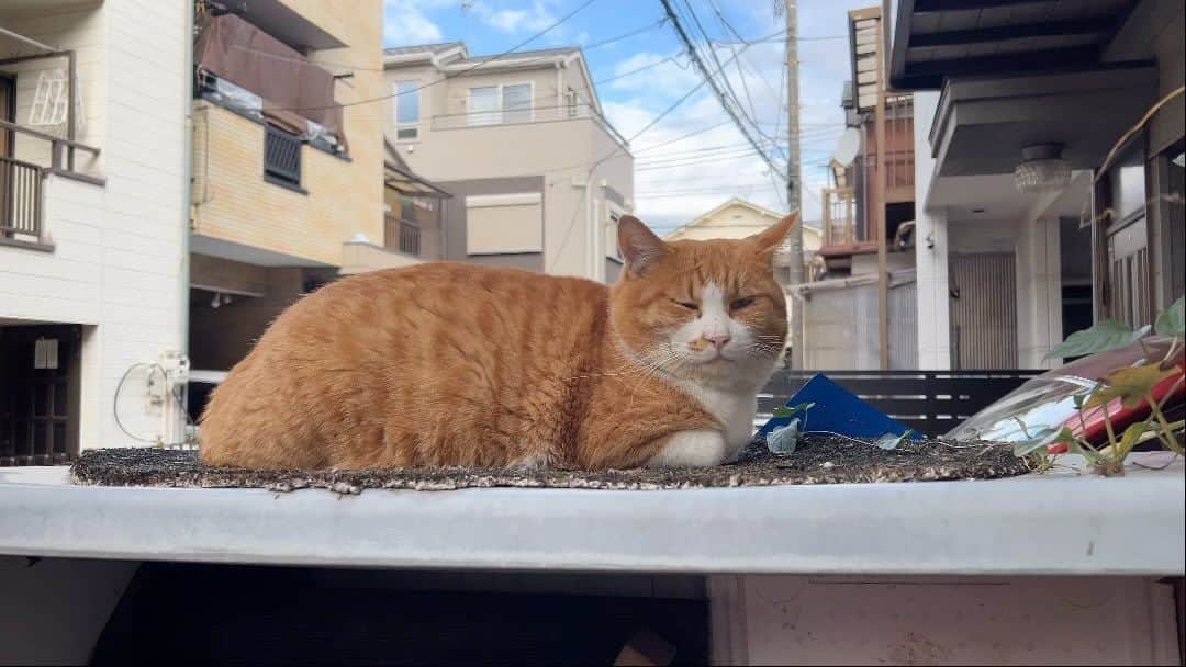 Kachimo Yoshimatsuのインスタグラム：「おはようちゃめし Good Morning Chameshi  これは動画です。  #うちの猫ら #猫 #chameshi #ねこ #ニャンスタグラム #にゃんすたぐらむ #ねこのきもち #cat #ネコ #catstagram #ネコ部 http://kachimo.exblog.jp」