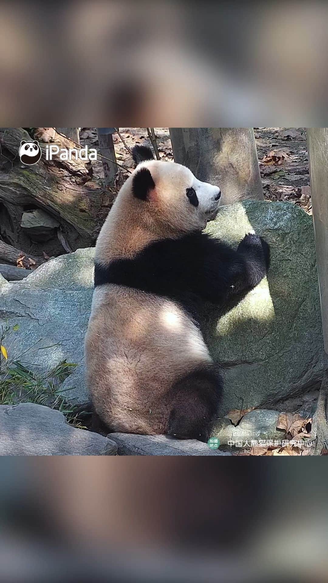 iPandaのインスタグラム：「Why are you whispering to the stone? You can also share your secrets with me. (Qing Lu) 🐼 🐼 🐼 #Panda #iPanda #Cute #HiPanda #PandaMoment #CCRCGP  For more panda information, please check out: https://en.ipanda.com」