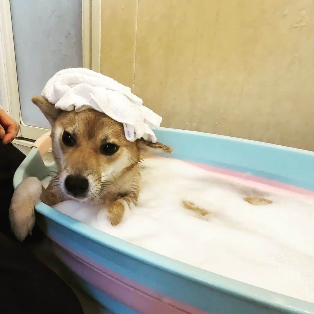 柴犬小春のインスタグラム：「いい湯だな♪  YouTube [ひっつき虫でベタベタになった柴犬をお風呂に入れたら超リラックスした　柴犬小夏１歳]より #柴犬小夏」