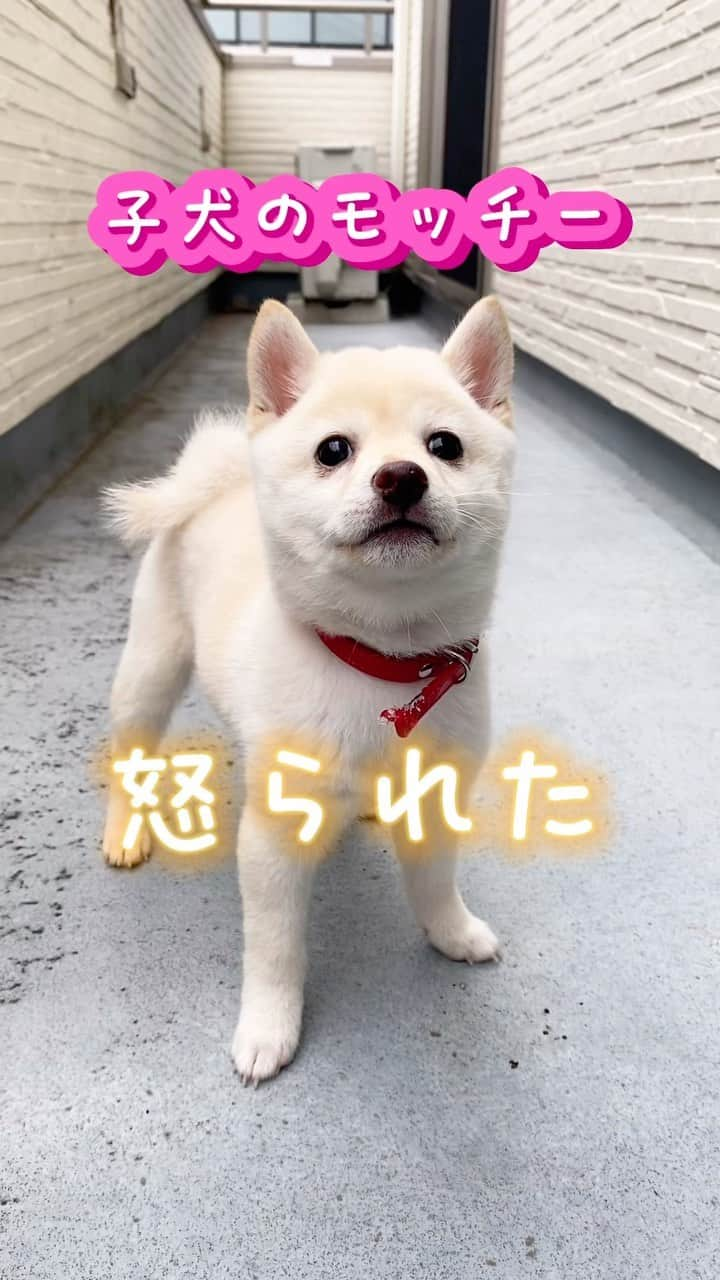 ヤンチャな豆柴『豆千代くん』の日常です?のインスタグラム：「子犬に怒られた🥰⁣ ⁣ #子犬　#こいぬ　#puppy #ベビモッチー⁣ ::::::::::୨୧::::::::::୨୧::::::::::୨୧:::::::::::⁣ 過去の豆柴夫婦はコチラ(ᐡ •͈ ·̫ •͈ ᐡ)⁣ @mamechiyo728⁣ ::::::::::୨୧::::::::::୨୧::::::::::୨୧:::::::::::⁣ ⁣ -————✩—————⁣ #豆柴夫婦　#豆千代くんとモチ代さん⁣  #shibadog #豆柴 #柴犬  #shiba  #shibainu  #mameshiba #dog #ペット　#Pet⁣ -————✩——」