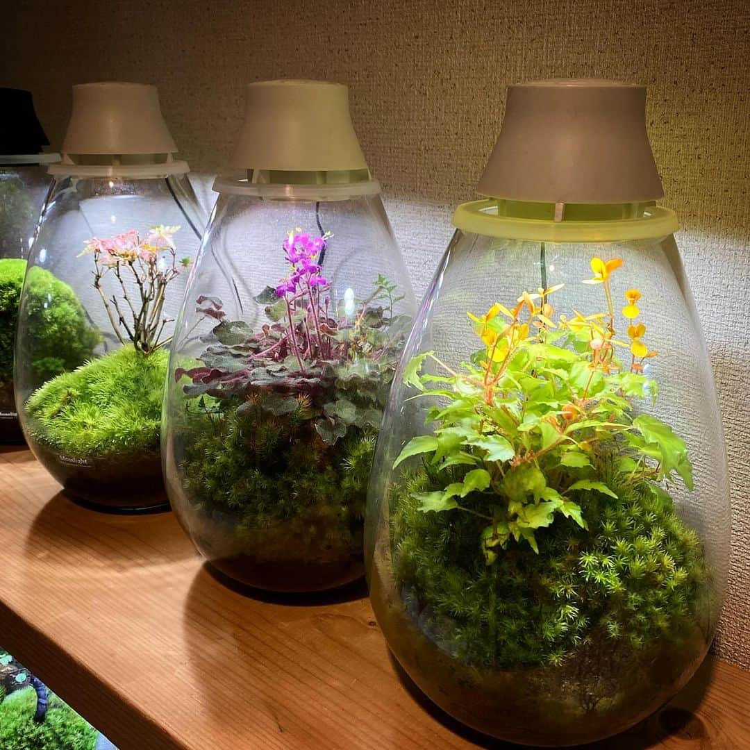 Mosslight-LEDのインスタグラム：「Mosslight   #mosslight #モスライト #terrarium#テラリウム#苔#コケテラリウム」