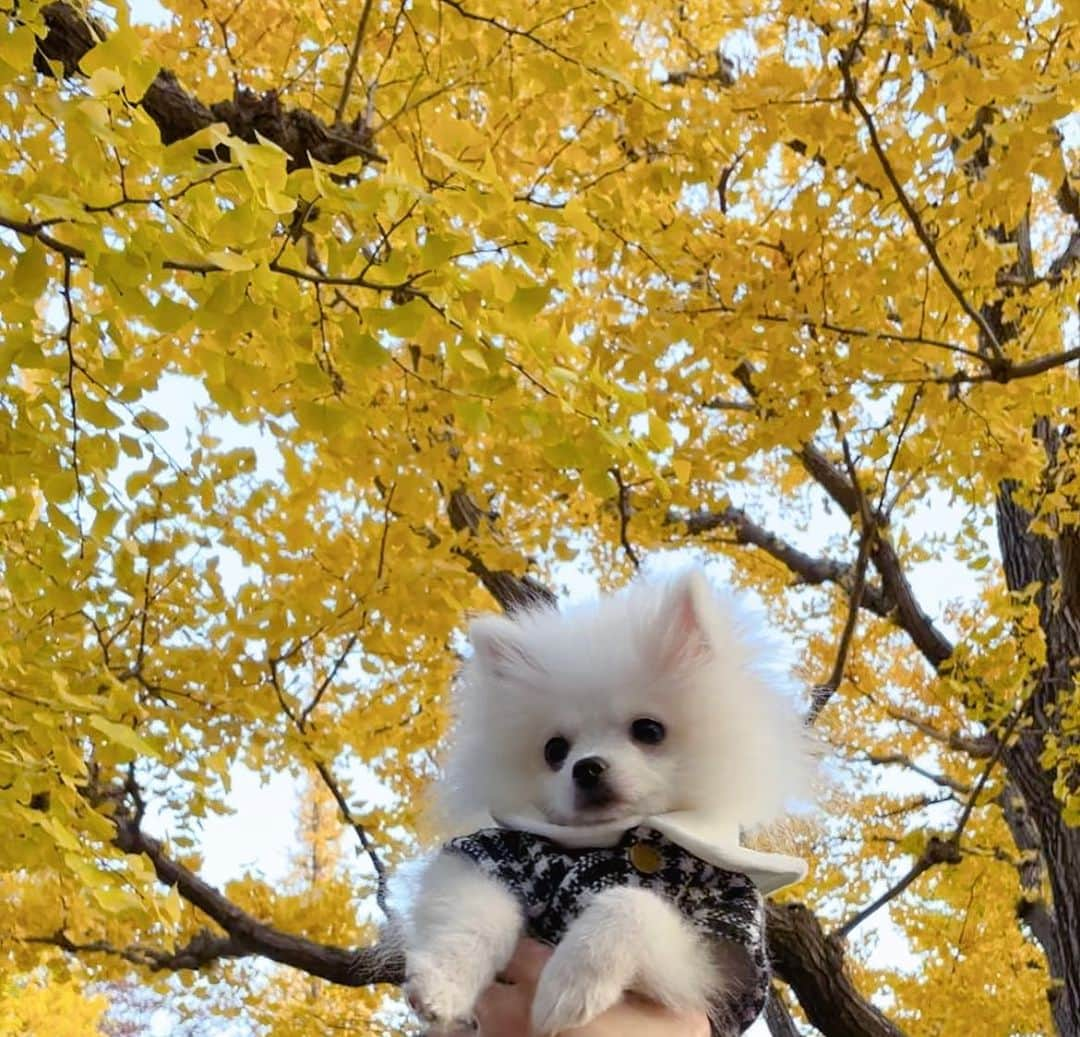 藤田かんなのインスタグラム：「🍁  昨日で11月も終わり🍂 とうとう今日から12月！本格的な冬⛄️ そして、2023年も残り1ヶ月となりました💦  本当にあっという間でした〜😭  11月はバタバタで全然更新出来ていなかったので 12月はこの1年のまとめも含めながら、更新頻度を上げて投稿出来ればなと思っています✍🏻  写真は銀杏並木と白玉ちゃん🐻‍❄️💛  #ポメラニアン」