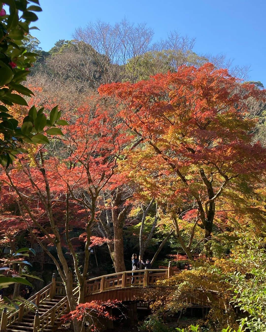 熱海市のインスタグラム：「熱海梅園の紅葉🍁ピークにはもう少しですが、今なら緑・黄色・赤のグラデーションの紅葉が楽しめます♪今週末12/3まで、もみじ祭開催中です！ #紅葉#もみじ祭#グラデーション#イチョウもキレイ#梅園#熱海梅園#熱海#意外と熱海」