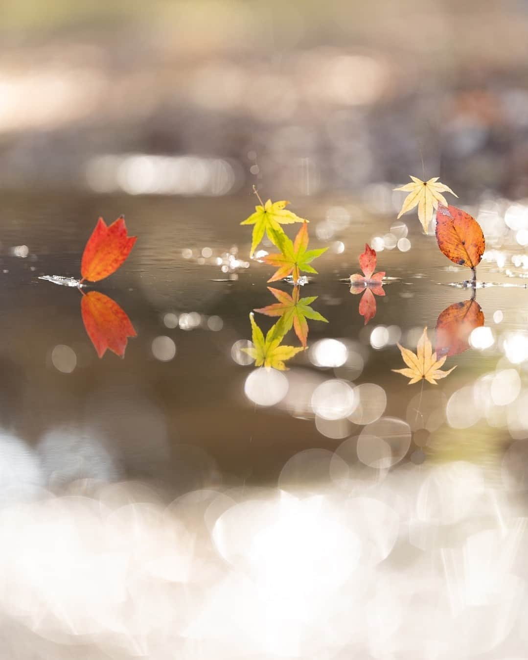 LIFE with CAMERAさんのインスタグラム写真 - (LIFE with CAMERAInstagram)「葉っぱが踊っている⁉️ Photo by @precious_moments527 https://buff.ly/47Z6zsY . ＼ユーザーのみなさまの作品を紹介中／ . EOS M200・M100・M10に限らず、すべてのCanonのカメラで撮影された写真や動画に、指定のハッシュタグをつけて投稿いただいた作品をシェアさせていただきます！ . ▽指定ハッシュタグはこちら #LIFEwithCAMERA + #機材名 （例：#eosm200、#eosr10、#powershotg7xmk3など） . （※）紹介させていただく際は事前にご連絡はいたしませんのでご了承ください。 （※）投稿いただく写真に使用される著作物、肖像については、ご本人が著作権を有するもの、又は権利者から事前に使用承諾を得たものであるものとします。ご投稿いただく写真に関して万一問題が生じた場合は当事務局は責任を負いかねますことご了承ください。 . Canonのカメラの詳細は、本アカウントのプロフィール（ @canon_eosm ）にあるURLからご覧ください。 . #CanonEOSR6 #EOSR6 #LIFEwithCAMERA #LIFE_with_CAMERA #カメラのある生活 #Canon #キヤノン #EOS #powershot」12月1日 11時30分 - canon_eosm