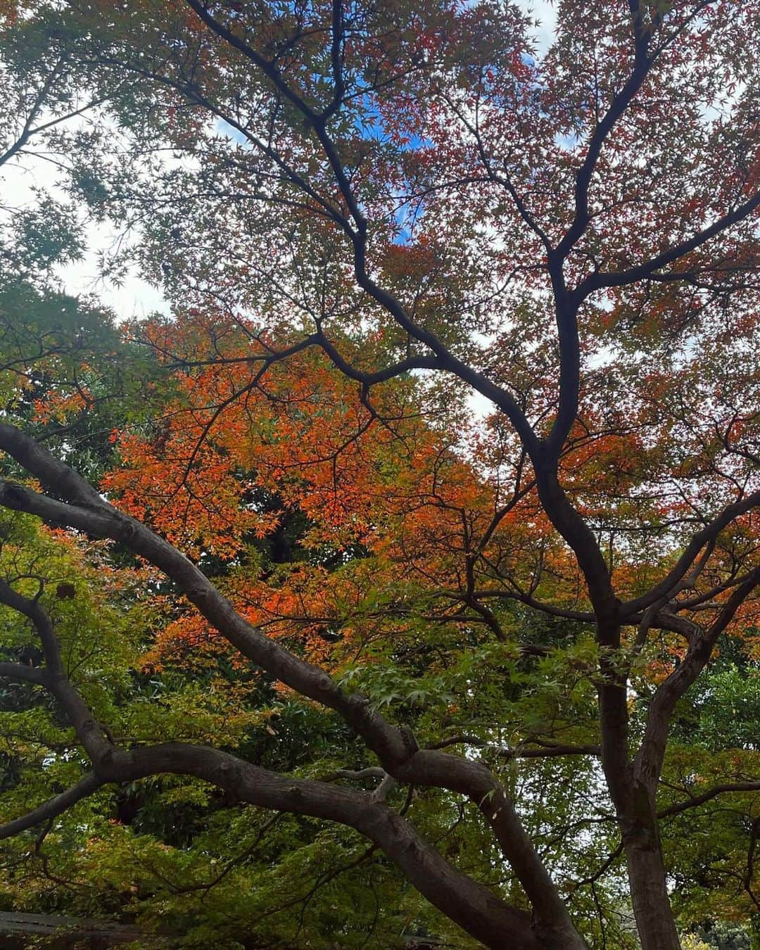 辻直子さんのインスタグラム写真 - (辻直子Instagram)「#allblack#inautumncolors🍁🍂 #kokyo #冬はちょっとだけ好き#でもコートの季節は大好きです #皇居のなかは別世界#美しい自然がたっぷりありました  東京はいろんな顔を見せてくれる大好きな場所♡  皇居の一般公開は日曜日までみたいですよ〜🫶🏻」12月1日 21時10分 - naoko.ts