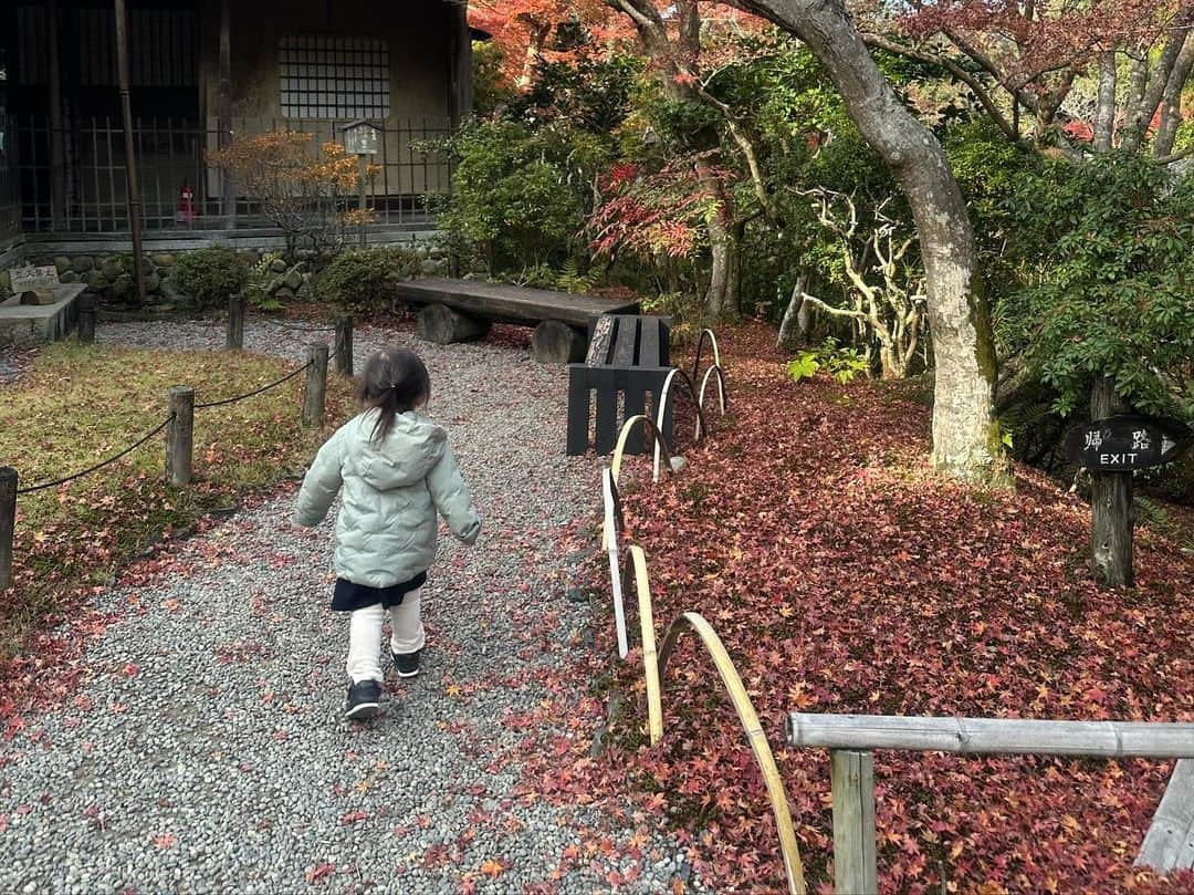 yuiさんのインスタグラム写真 - (yuiInstagram)「最近ハマっている奈良にて紅葉が見れました🫎🍁 日本の春夏秋冬て素敵だなぁと改めて思った🍁 私は朝7時から娘に振り回され (朝食では2回お水をこぼしテンヤワンヤ) 東大寺から奈良公園のお散歩をして疲れ果て、10時半には 疲れが隠せない顔面となってます😇 ２人旅全然平気だけどご飯が本当に大変。朝昼晩お部屋食にしたい。笑 #奈良公園」12月1日 21時12分 - yuiram