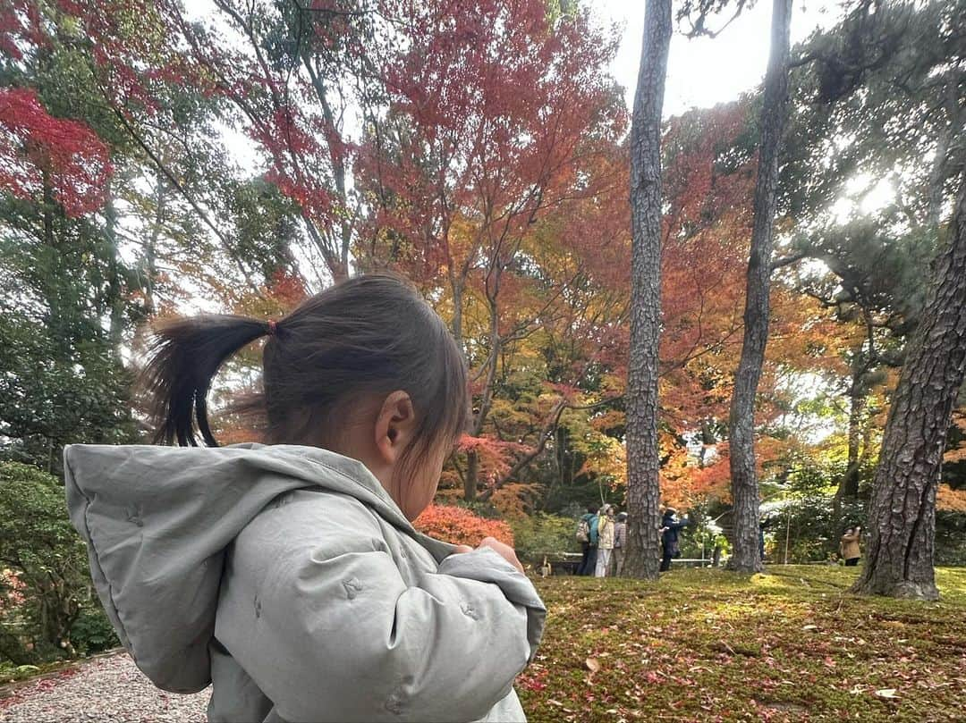 yuiさんのインスタグラム写真 - (yuiInstagram)「最近ハマっている奈良にて紅葉が見れました🫎🍁 日本の春夏秋冬て素敵だなぁと改めて思った🍁 私は朝7時から娘に振り回され (朝食では2回お水をこぼしテンヤワンヤ) 東大寺から奈良公園のお散歩をして疲れ果て、10時半には 疲れが隠せない顔面となってます😇 ２人旅全然平気だけどご飯が本当に大変。朝昼晩お部屋食にしたい。笑 #奈良公園」12月1日 21時12分 - yuiram