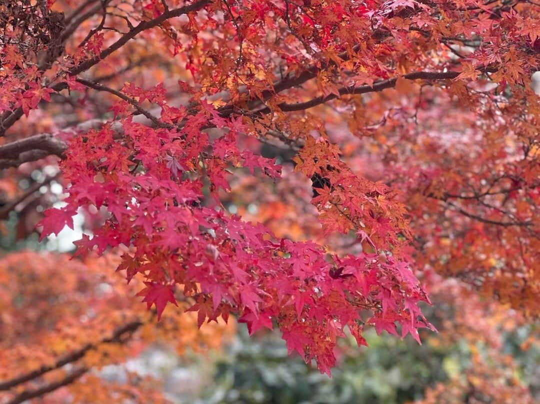 yuiさんのインスタグラム写真 - (yuiInstagram)「最近ハマっている奈良にて紅葉が見れました🫎🍁 日本の春夏秋冬て素敵だなぁと改めて思った🍁 私は朝7時から娘に振り回され (朝食では2回お水をこぼしテンヤワンヤ) 東大寺から奈良公園のお散歩をして疲れ果て、10時半には 疲れが隠せない顔面となってます😇 ２人旅全然平気だけどご飯が本当に大変。朝昼晩お部屋食にしたい。笑 #奈良公園」12月1日 21時12分 - yuiram