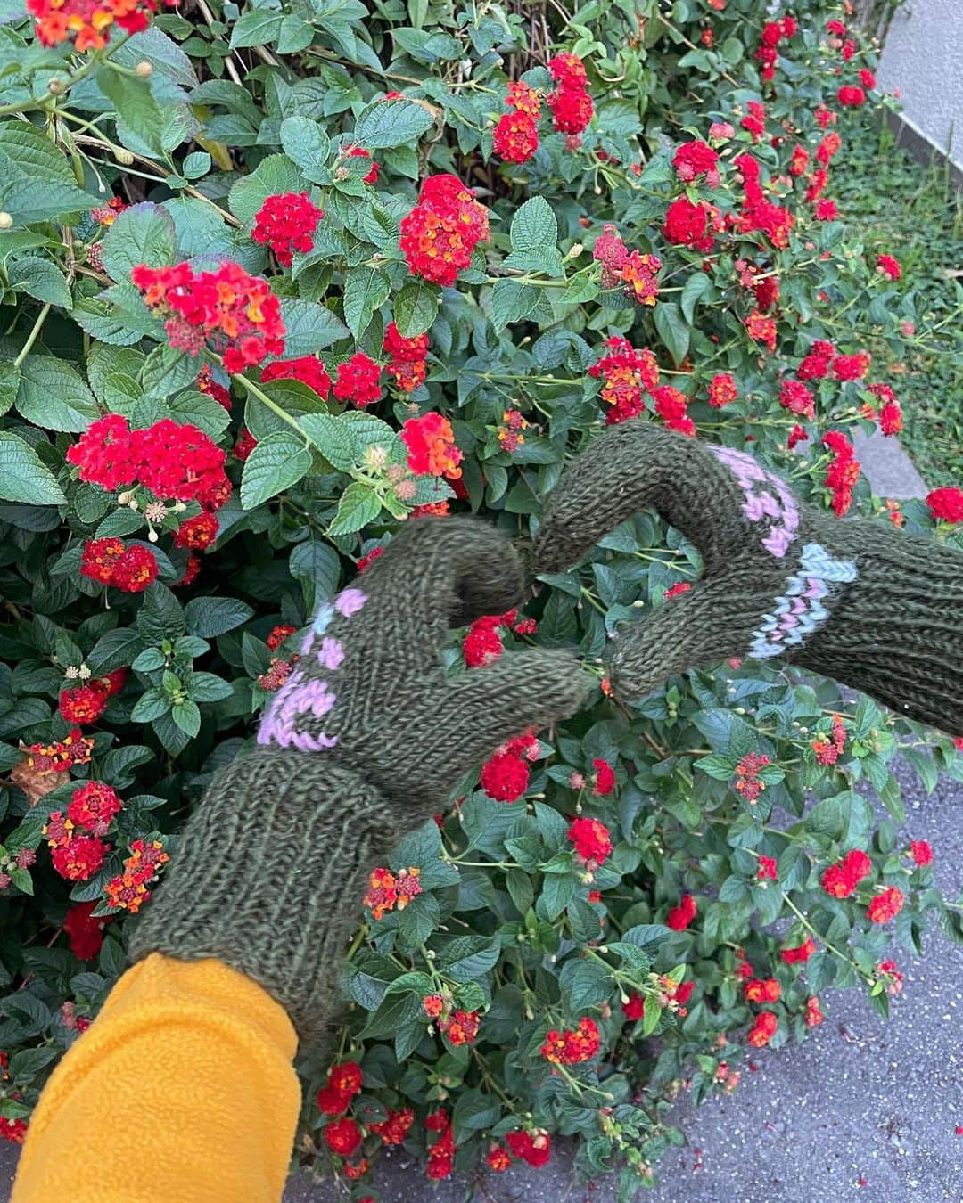 新田湖子さんのインスタグラム写真 - (新田湖子Instagram)「🧤🥀🎅🏼💛」12月1日 21時30分 - coconitta0809