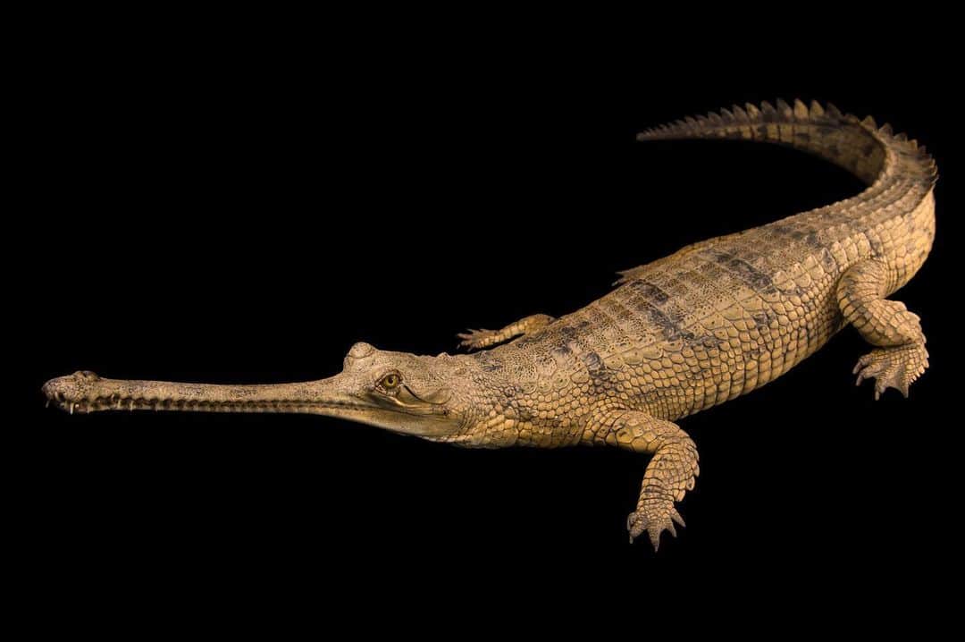 Joel Sartoreさんのインスタグラム写真 - (Joel SartoreInstagram)「This December, we’re counting down to the anniversary of the Endangered Species Act on December 28th. Each day, we’ll feature a different species protected by this act so you can learn more about their stories.  First up is the gharial. The gharial is one of the most critically endangered crocodilian species in the world. Historically the gharial's range spanned rivers of Bangladesh, Bhutan, India, Myanmar, Nepal and Pakistan. Today, only small, isolated populations remain in Nepal and northern India. When the species came dangerously close to extinction in the 1970s, the government of India gave the gharial full legal protection and many conservation groups began breeding and reintroduction programs, but despite these efforts, the species’ struggle to rebound is still ongoing. As human populations have expanded, habitat loss and alteration, unsustainable fishing practices, and illegal hunting for gharial eggs and body parts have continued to put pressure on an already fragile population. To combat this, conservation efforts have shifted towards the preservation of habitat and education of local people. Photo taken at the Gharial and Turtle Rehabilitation Center in Lucknow, India.   #Gharial #crocodile #animals #wildlife #reptile #photography #animalphotography #wildlifephotography #studioportrait #PhotoArk #HopeForSpecies @insidenatgeo」12月1日 21時41分 - joelsartore
