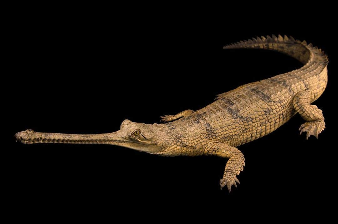 Joel Sartoreのインスタグラム：「This December, we’re counting down to the anniversary of the Endangered Species Act on December 28th. Each day, we’ll feature a different species protected by this act so you can learn more about their stories.  First up is the gharial. The gharial is one of the most critically endangered crocodilian species in the world. Historically the gharial's range spanned rivers of Bangladesh, Bhutan, India, Myanmar, Nepal and Pakistan. Today, only small, isolated populations remain in Nepal and northern India. When the species came dangerously close to extinction in the 1970s, the government of India gave the gharial full legal protection and many conservation groups began breeding and reintroduction programs, but despite these efforts, the species’ struggle to rebound is still ongoing. As human populations have expanded, habitat loss and alteration, unsustainable fishing practices, and illegal hunting for gharial eggs and body parts have continued to put pressure on an already fragile population. To combat this, conservation efforts have shifted towards the preservation of habitat and education of local people. Photo taken at the Gharial and Turtle Rehabilitation Center in Lucknow, India.   #Gharial #crocodile #animals #wildlife #reptile #photography #animalphotography #wildlifephotography #studioportrait #PhotoArk #HopeForSpecies @insidenatgeo」