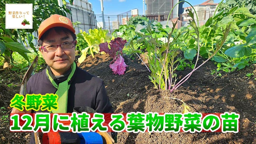 大平我路のインスタグラム：「◼️野菜作りムービー屋上栽培編 　「12月に植える葉物野菜の苗」  https://youtu.be/EHlO1XF-NGg?si=WHGS9KK-DDH4GXje」