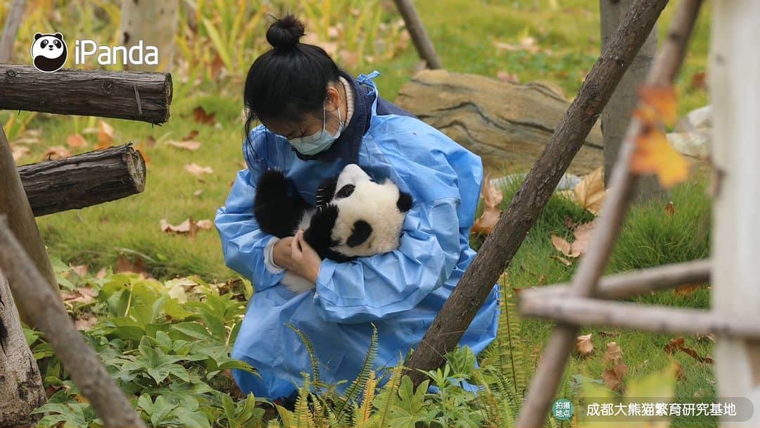 iPandaのインスタグラム：「Nanny has baby panda in arms to warm her tummy and cold hands. I bet your heart melts after seeing this scene. 🐼 🐼 🐼 #Panda #iPanda #Cute #HiPanda #ChengduPandaBase #BestJobInTheWorld #HowGiantPandasGrowUp  For more panda information, please check out: https://en.ipanda.com」