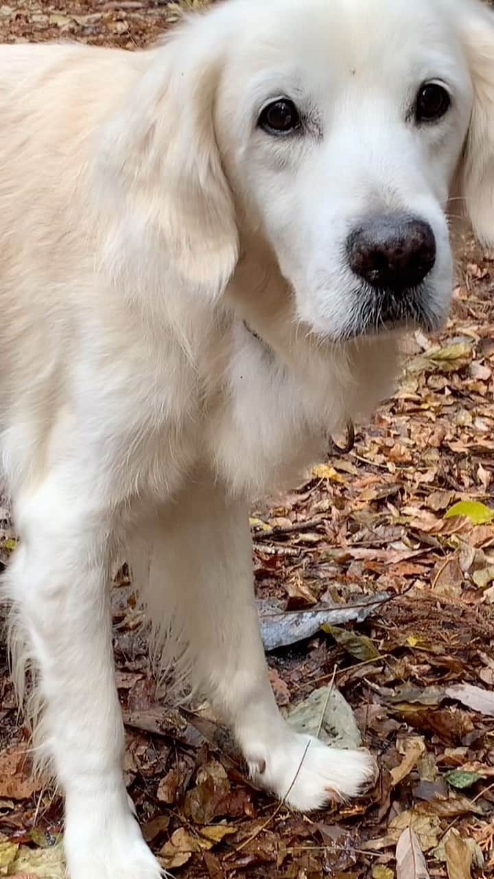 P太郎ママのインスタグラム：「相変わらず、 見もしないで、テキトーに飛び出す犬。 フライングで失格！」